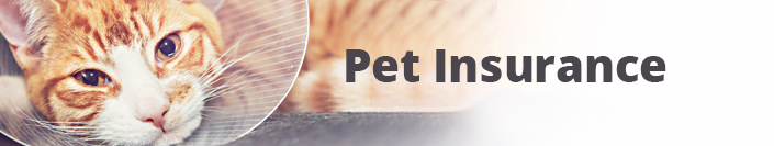 Pet Insurance