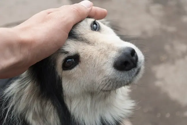 Close-up of a hand gently petting a fluffy, black-and-white dog on top of its head.