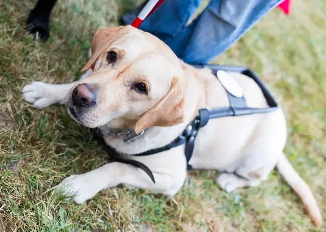 Close-up of a yellow Labrador guide dog wearing a black leather service harness, lying on grass and looking up.