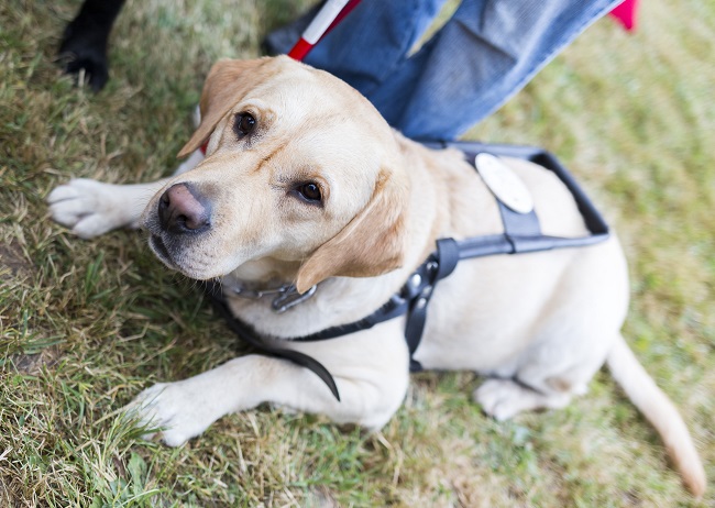 Labrador retriever guide dog before the last training for the animal. The dogs are undergoing various trainings before finally given to the physically disabled people.
